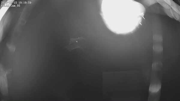 Parking Camera